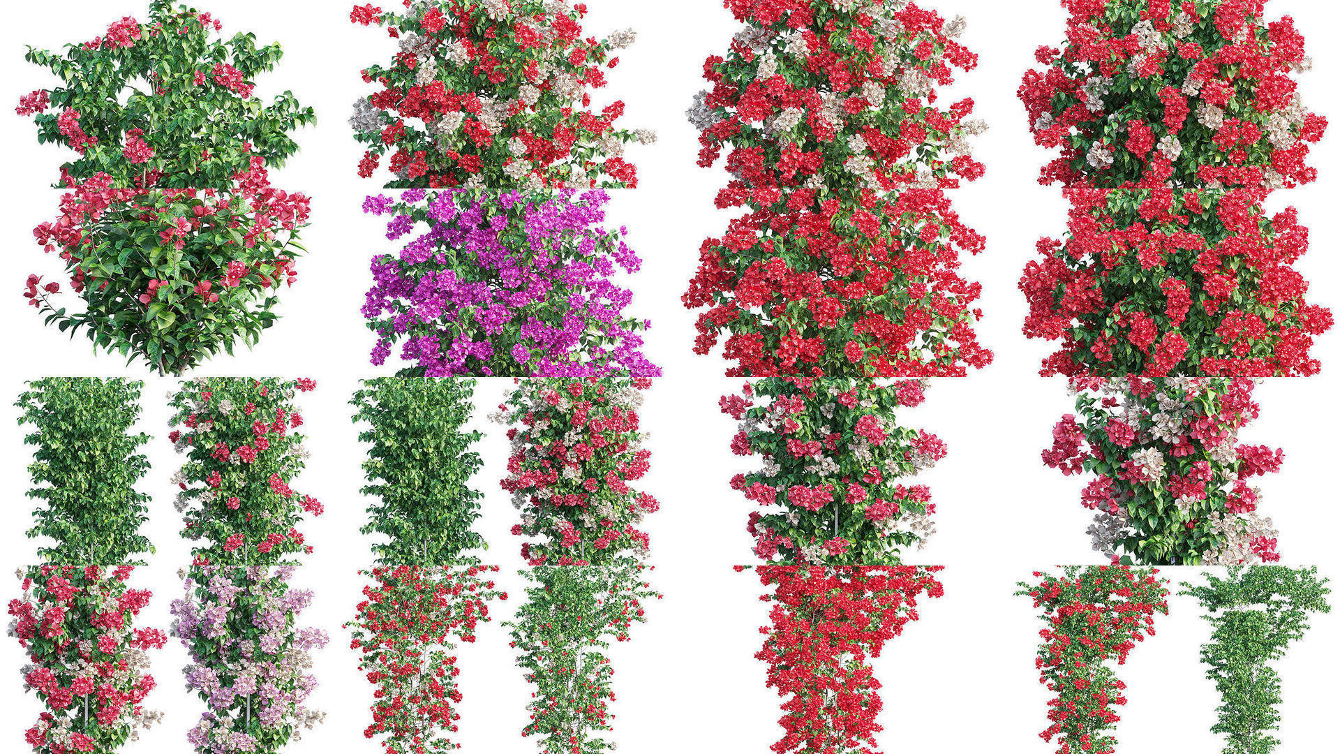 Bougainvillea 3D Model Collection_3