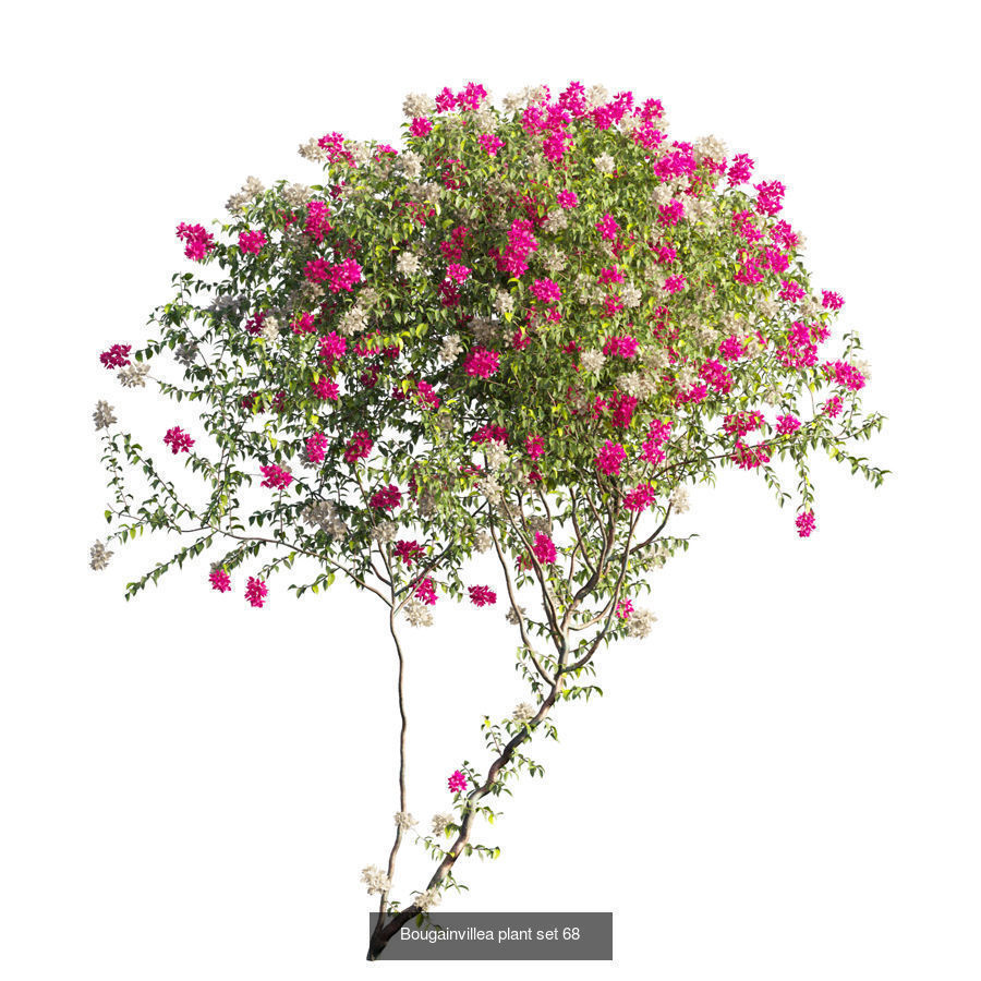 Bougainvillea 3D Model Collection_72