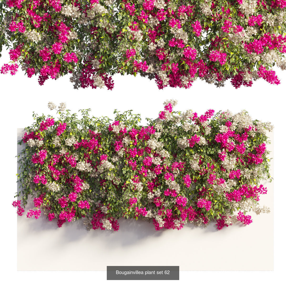 Bougainvillea 3D Model Collection_66