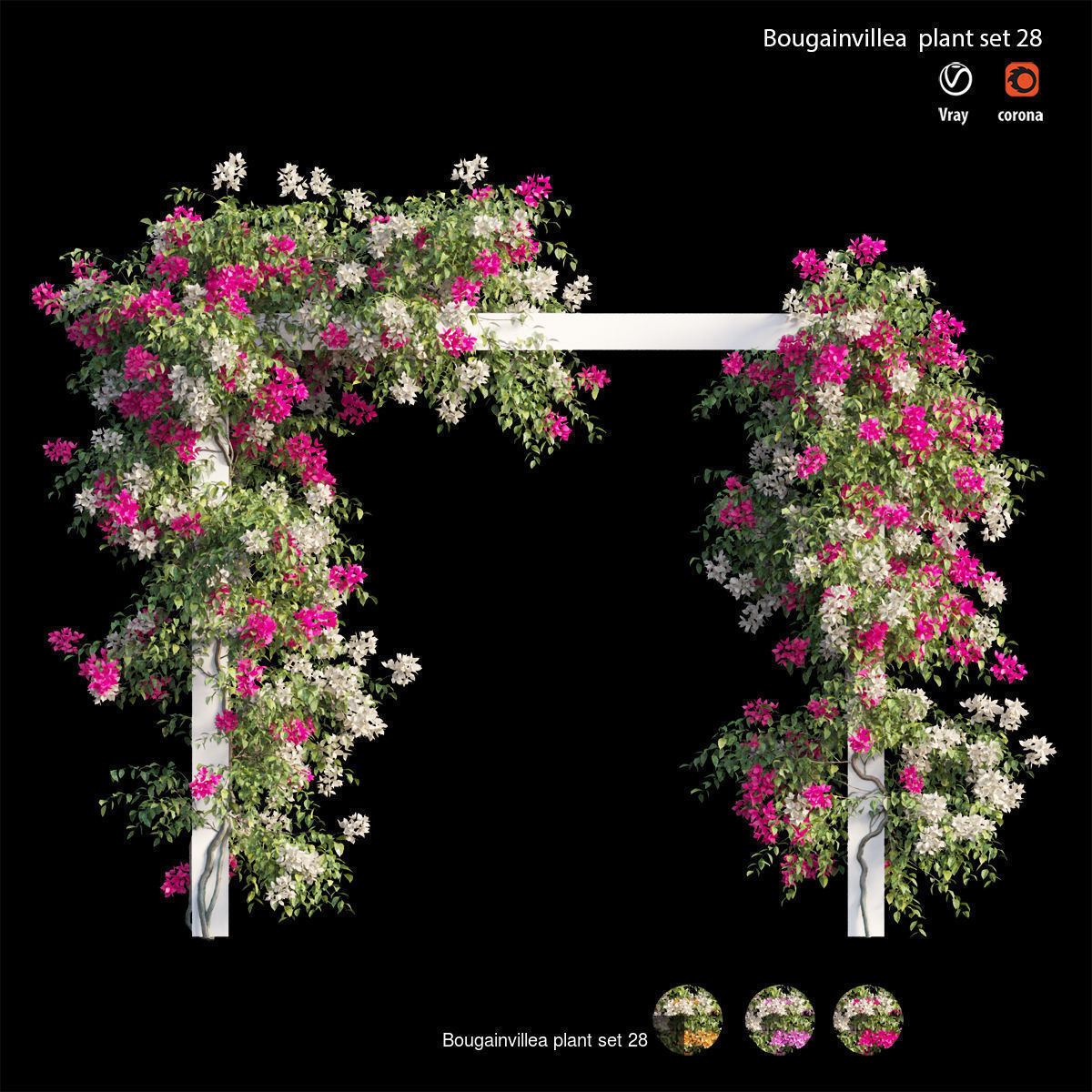 Bougainvillea 3D Model Collection_35