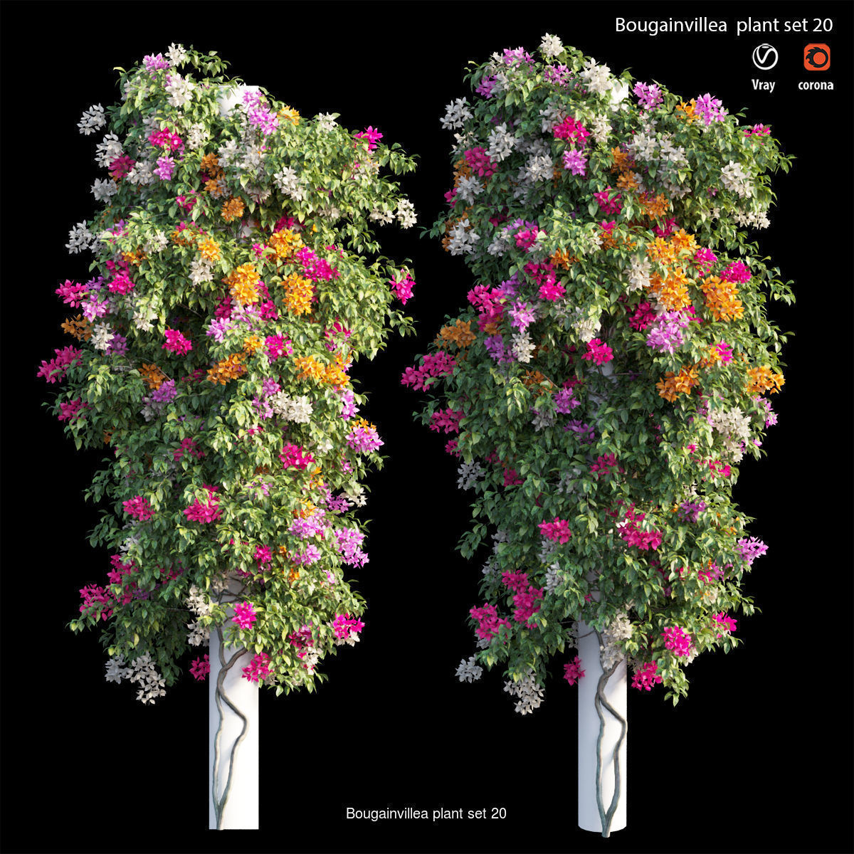 Bougainvillea 3D Model Collection_27
