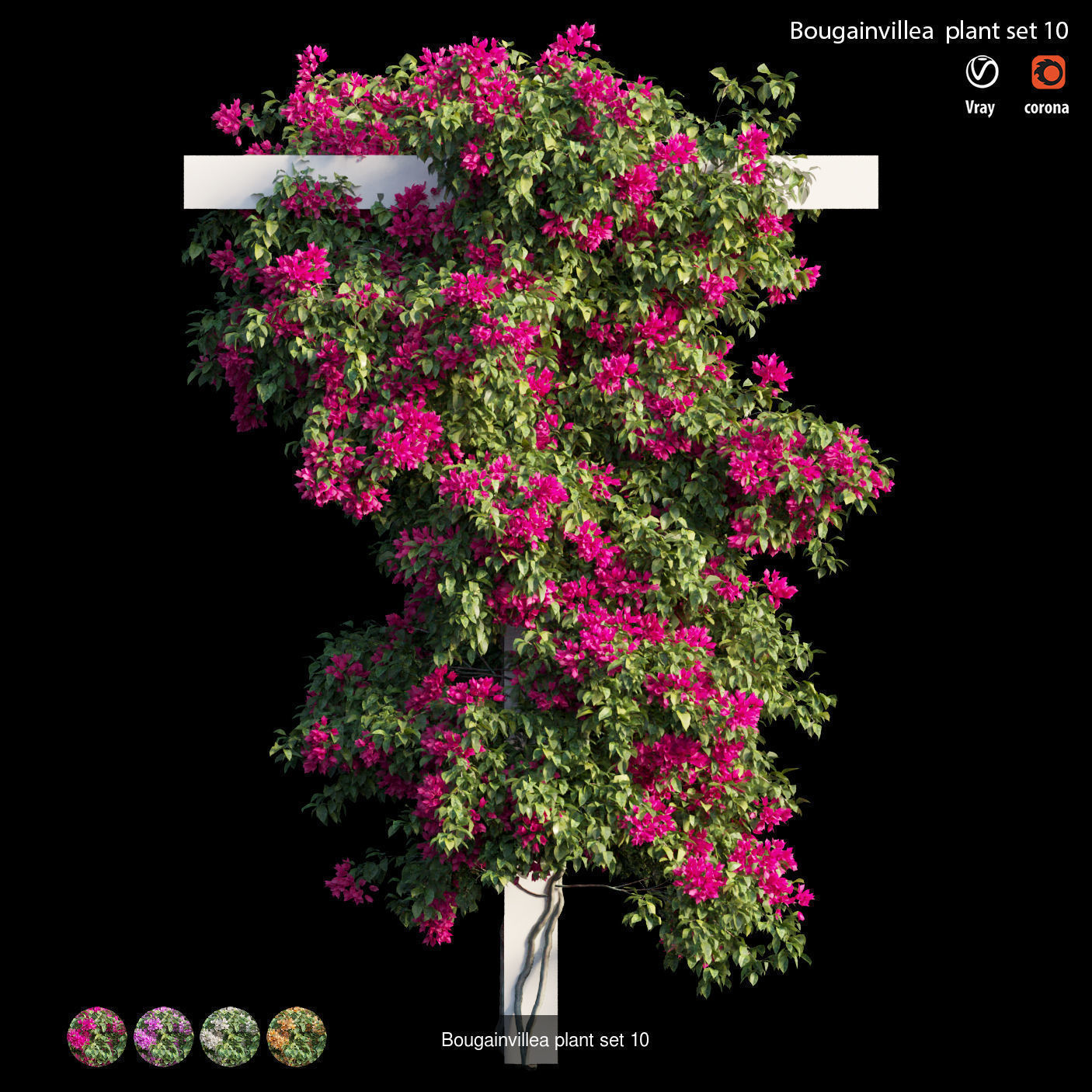 Bougainvillea 3D Model Collection_17
