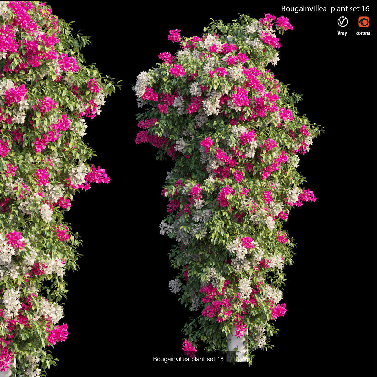 Bougainvillea 3D Model Collection_23