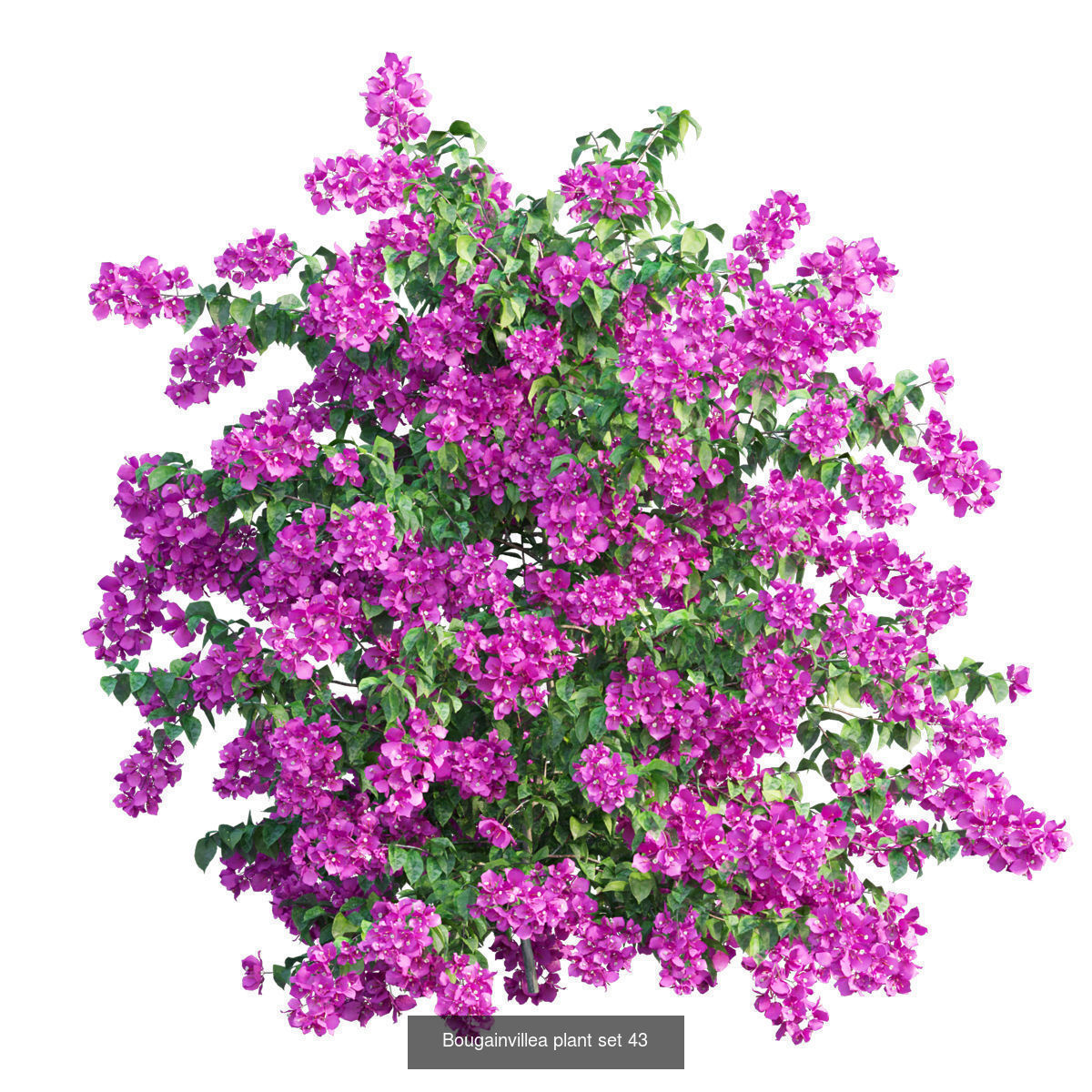 Bougainvillea 3D Model Collection_46