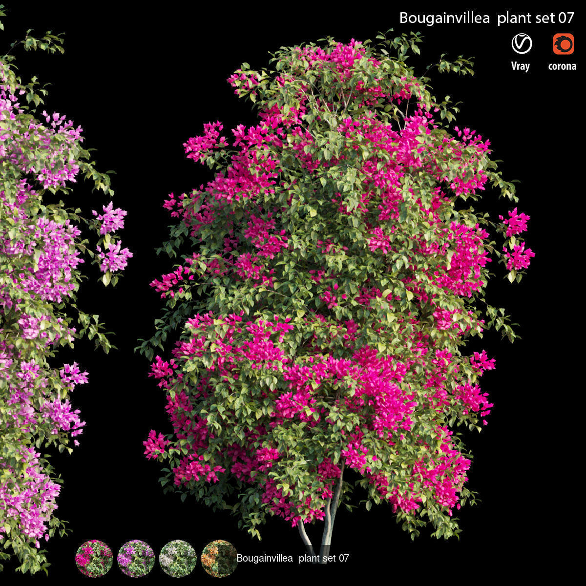 Bougainvillea 3D Model Collection_14