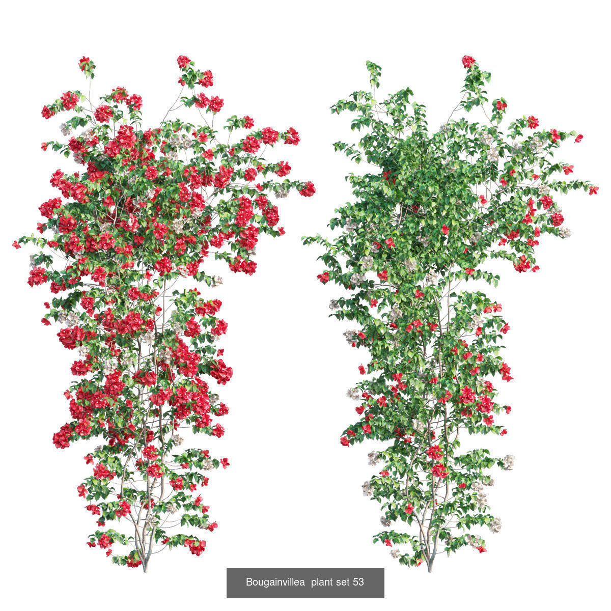 Bougainvillea 3D Model Collection_54