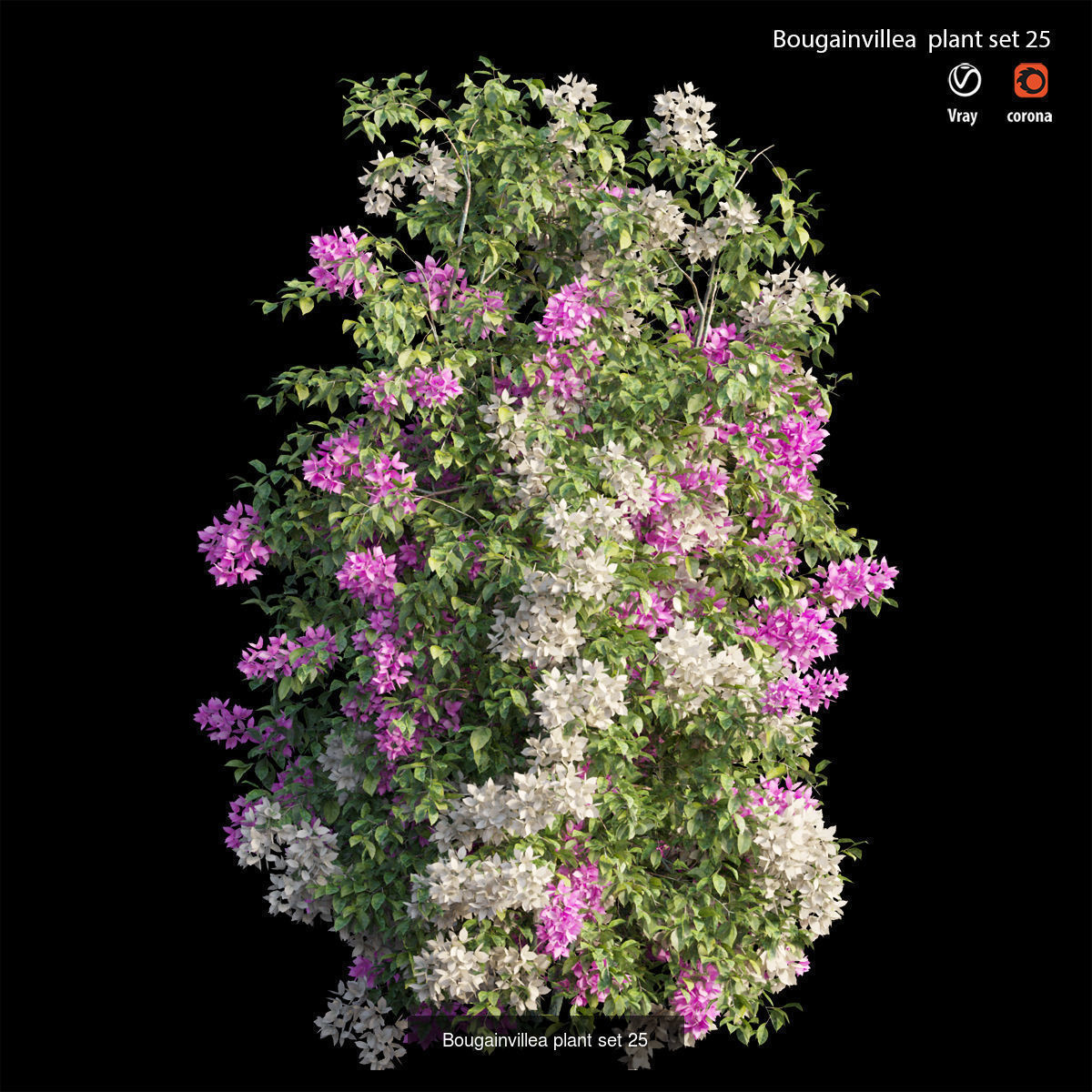 Bougainvillea 3D Model Collection_32
