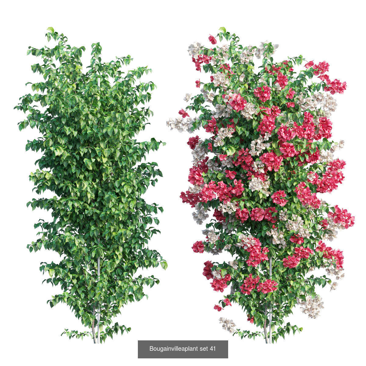 Bougainvillea 3D Model Collection_50