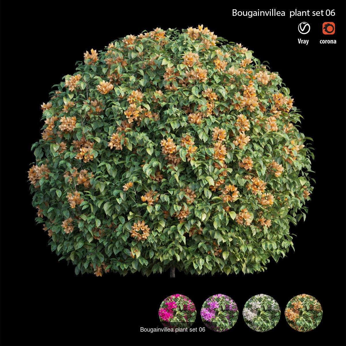 Bougainvillea 3D Model Collection_13