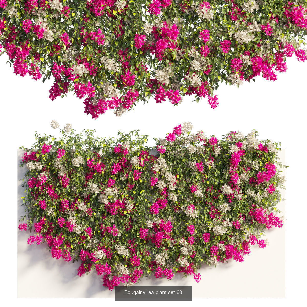Bougainvillea 3D Model Collection_64