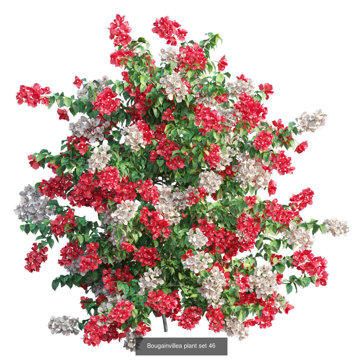 Bougainvillea 3D Model Collection_42