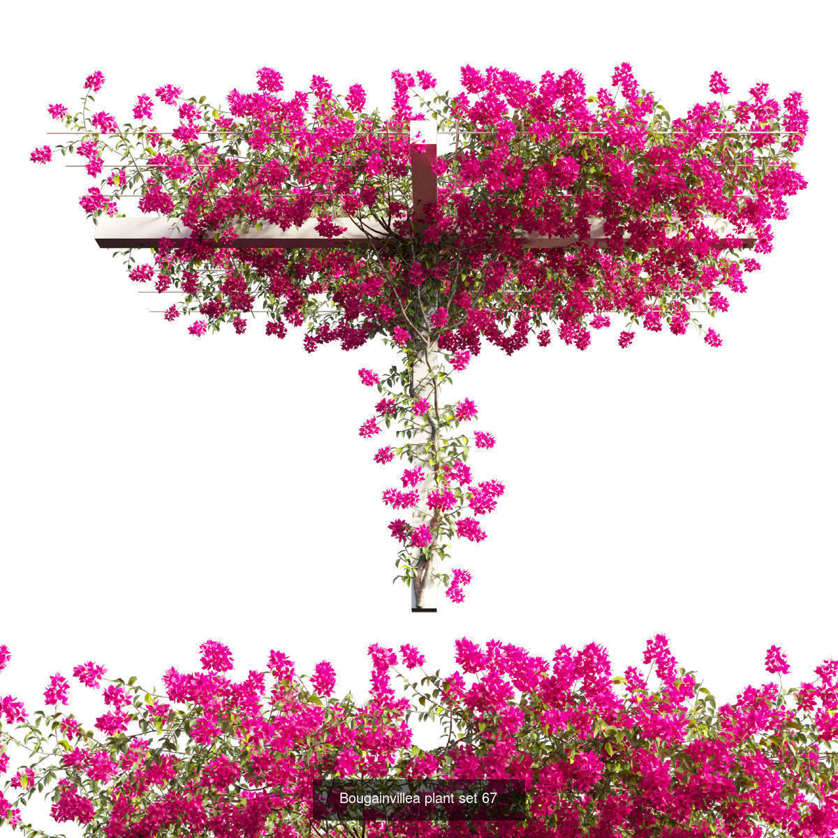 Bougainvillea 3D Model Collection_71