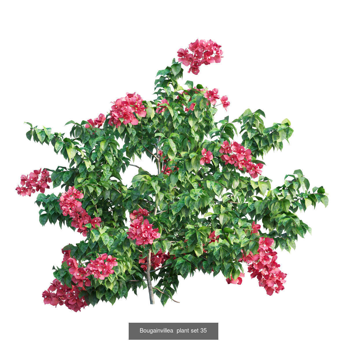 Bougainvillea 3D Model Collection_41