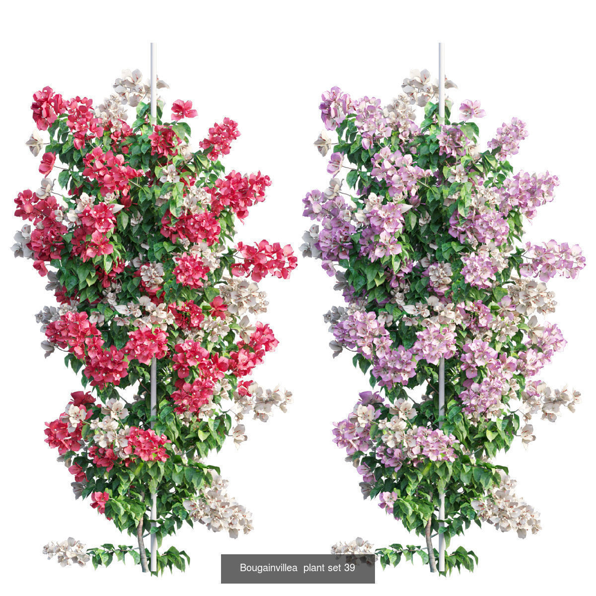Bougainvillea 3D Model Collection_53