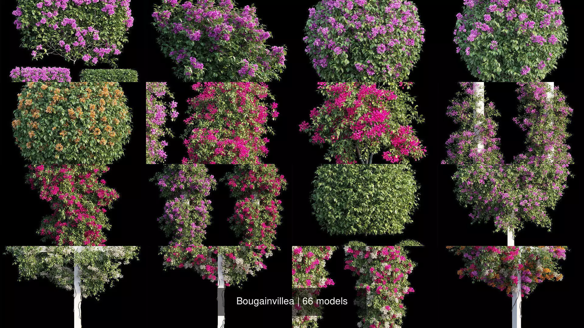 Bougainvillea 3D Model Collection_0