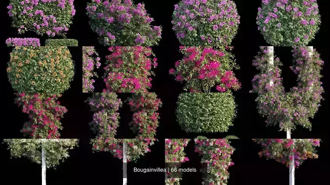 Bougainvillea 3D Model Collection