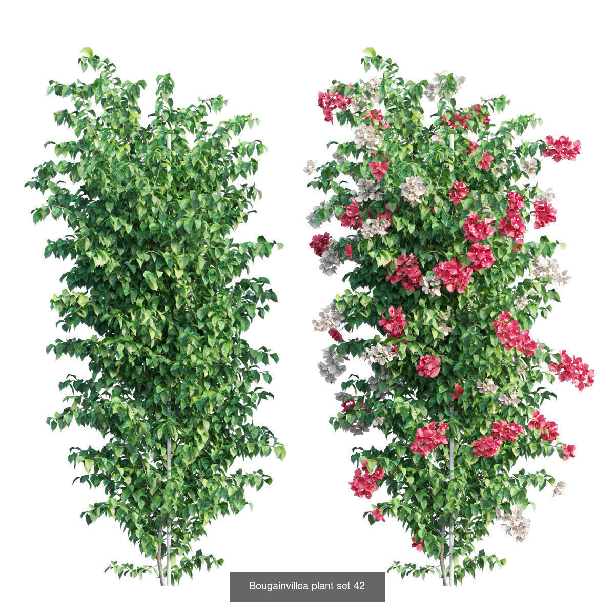 Bougainvillea 3D Model Collection_49