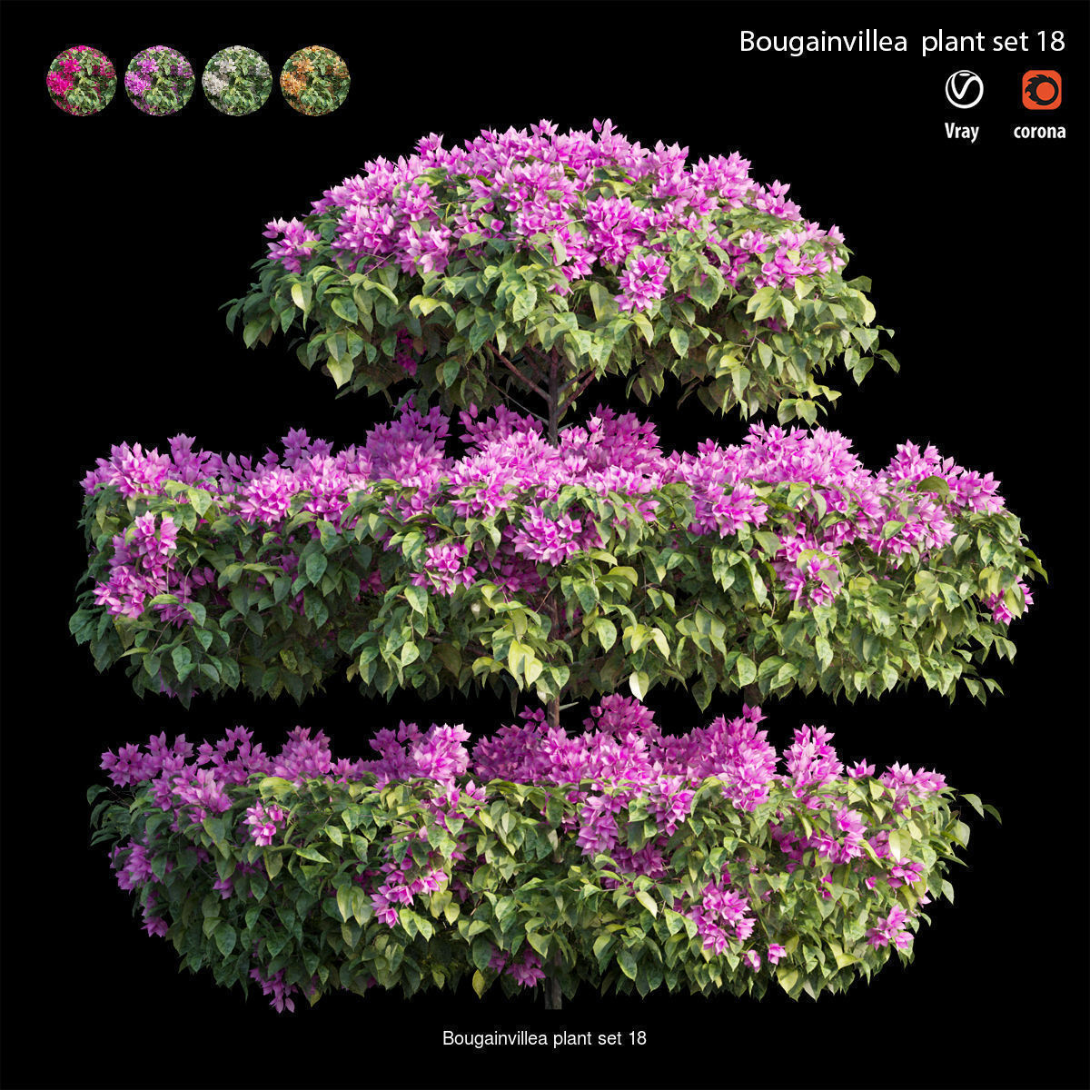 Bougainvillea 3D Model Collection_25