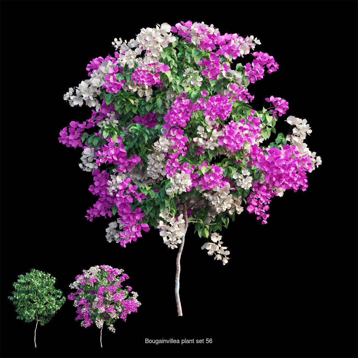 Bougainvillea 3D Model Collection_60