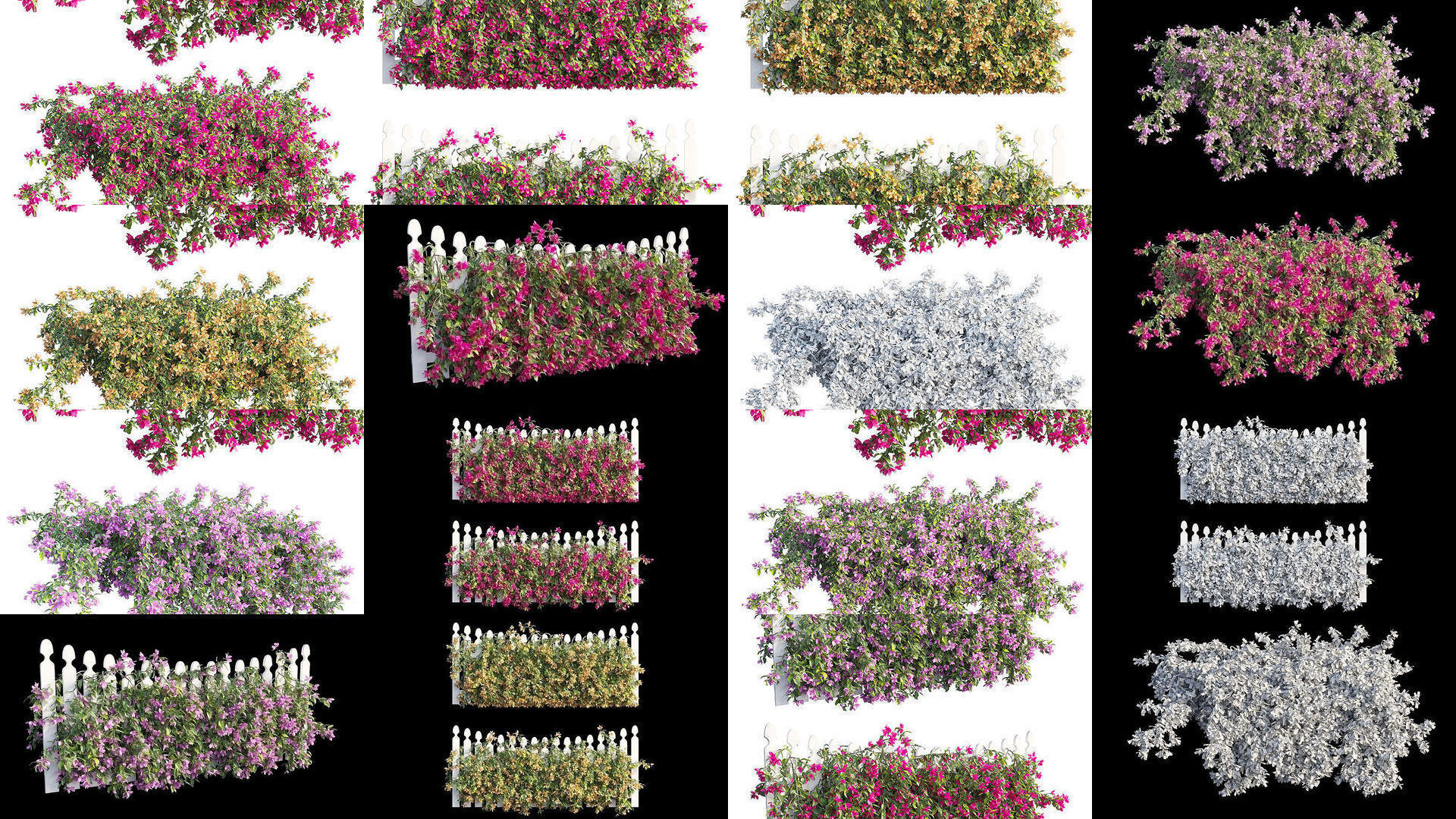 Bougainvillea 3D Model Collection_7