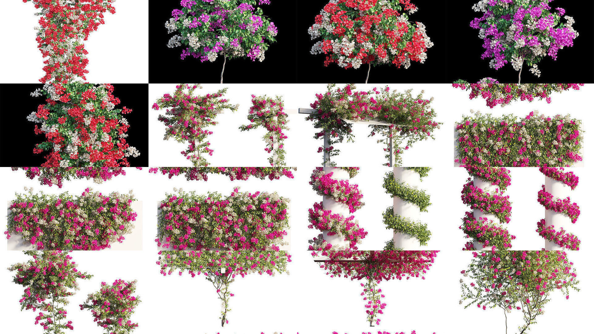 Bougainvillea 3D Model Collection_5