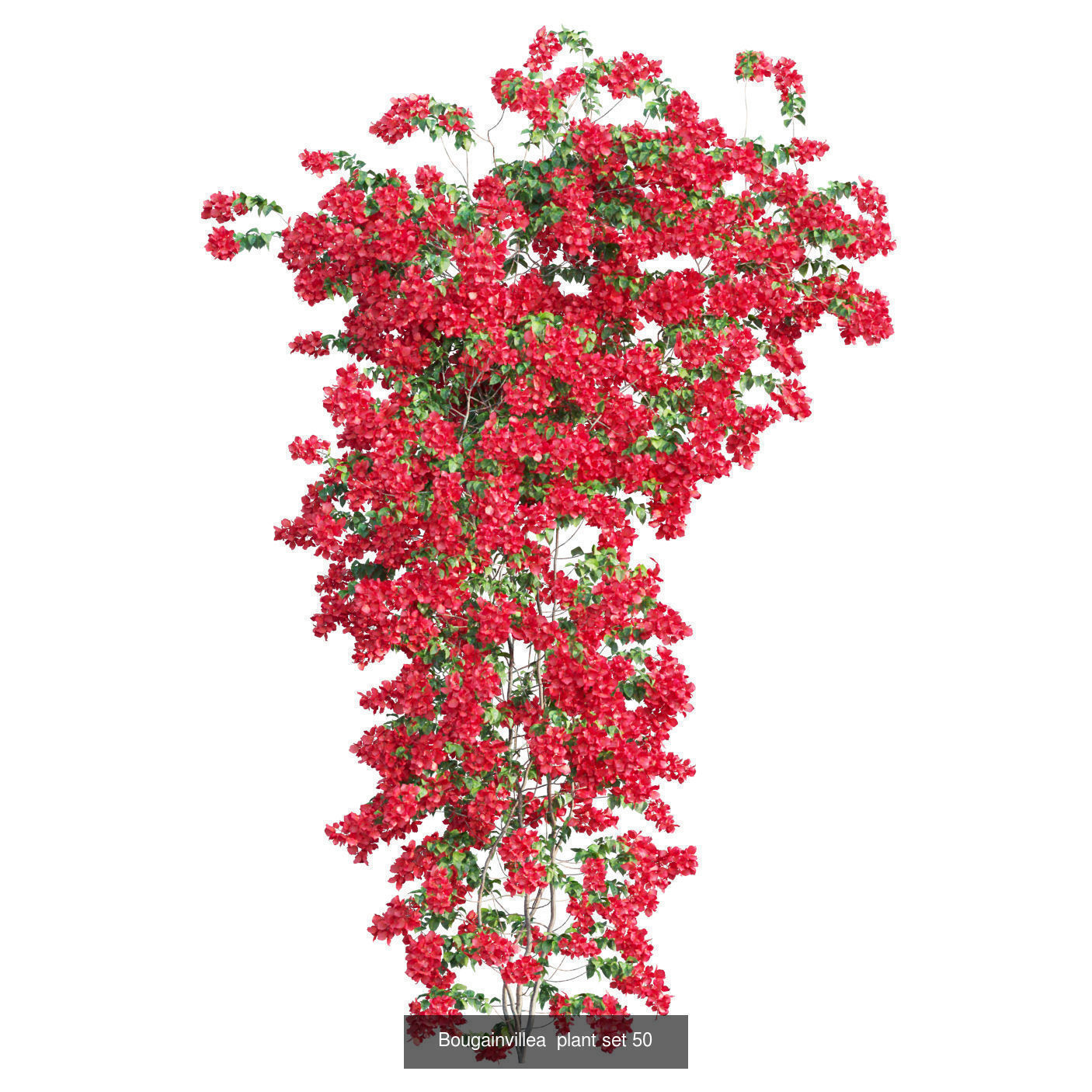 Bougainvillea 3D Model Collection_55