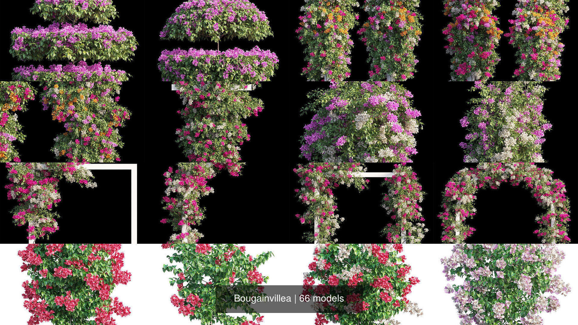 Bougainvillea 3D Model Collection_2