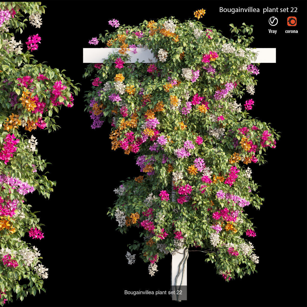 Bougainvillea 3D Model Collection_29