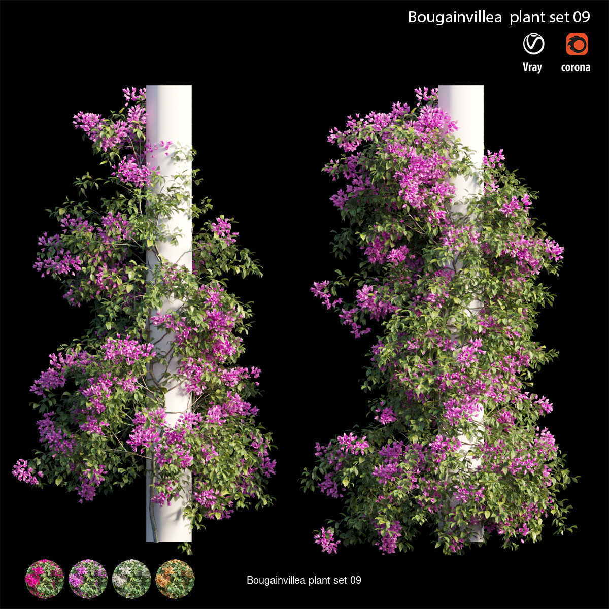 Bougainvillea 3D Model Collection_16