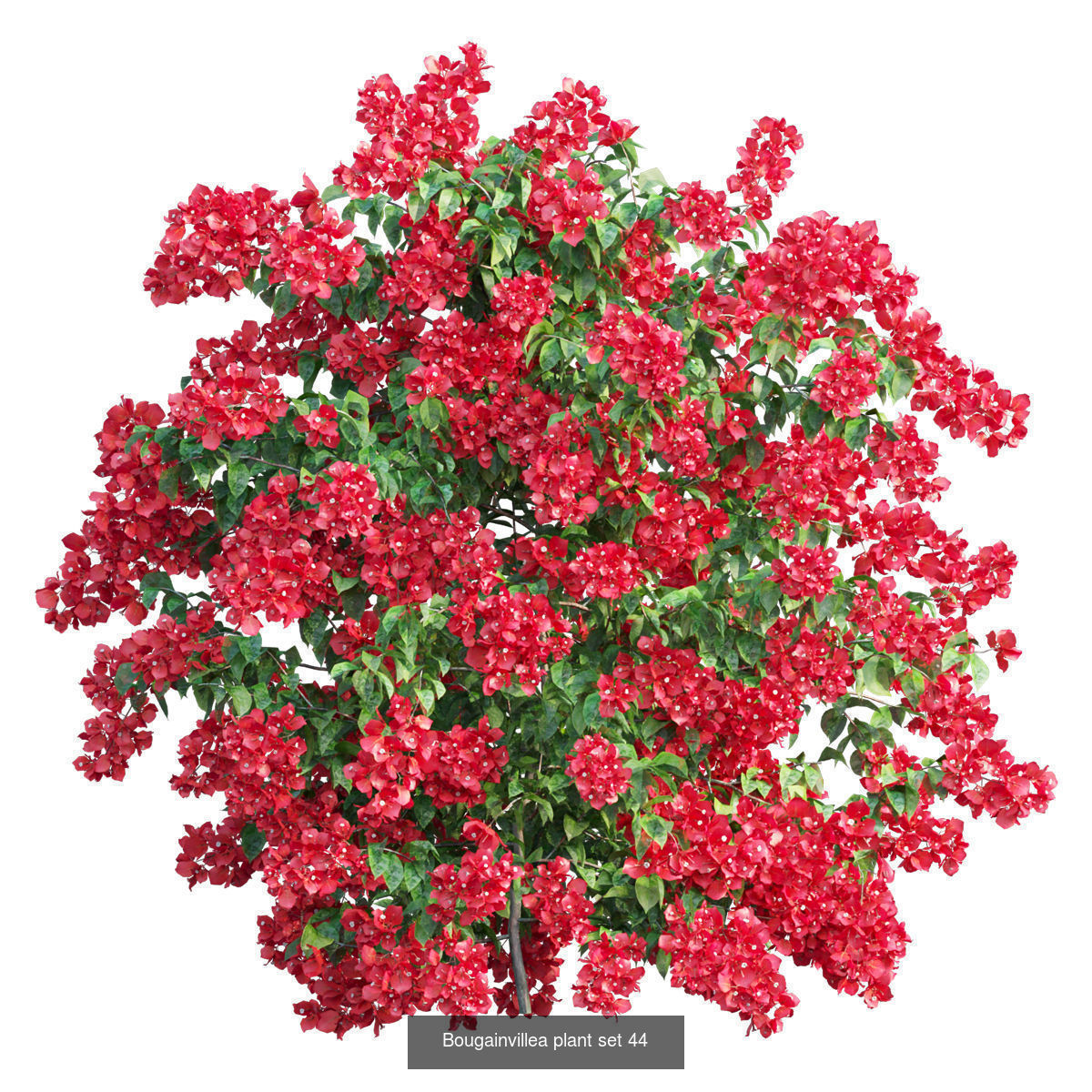 Bougainvillea 3D Model Collection_47