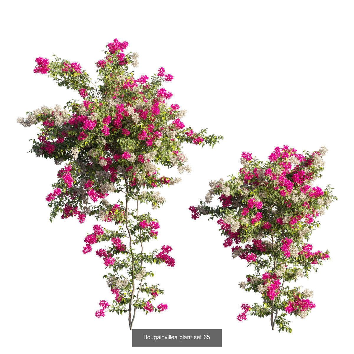 Bougainvillea 3D Model Collection_69