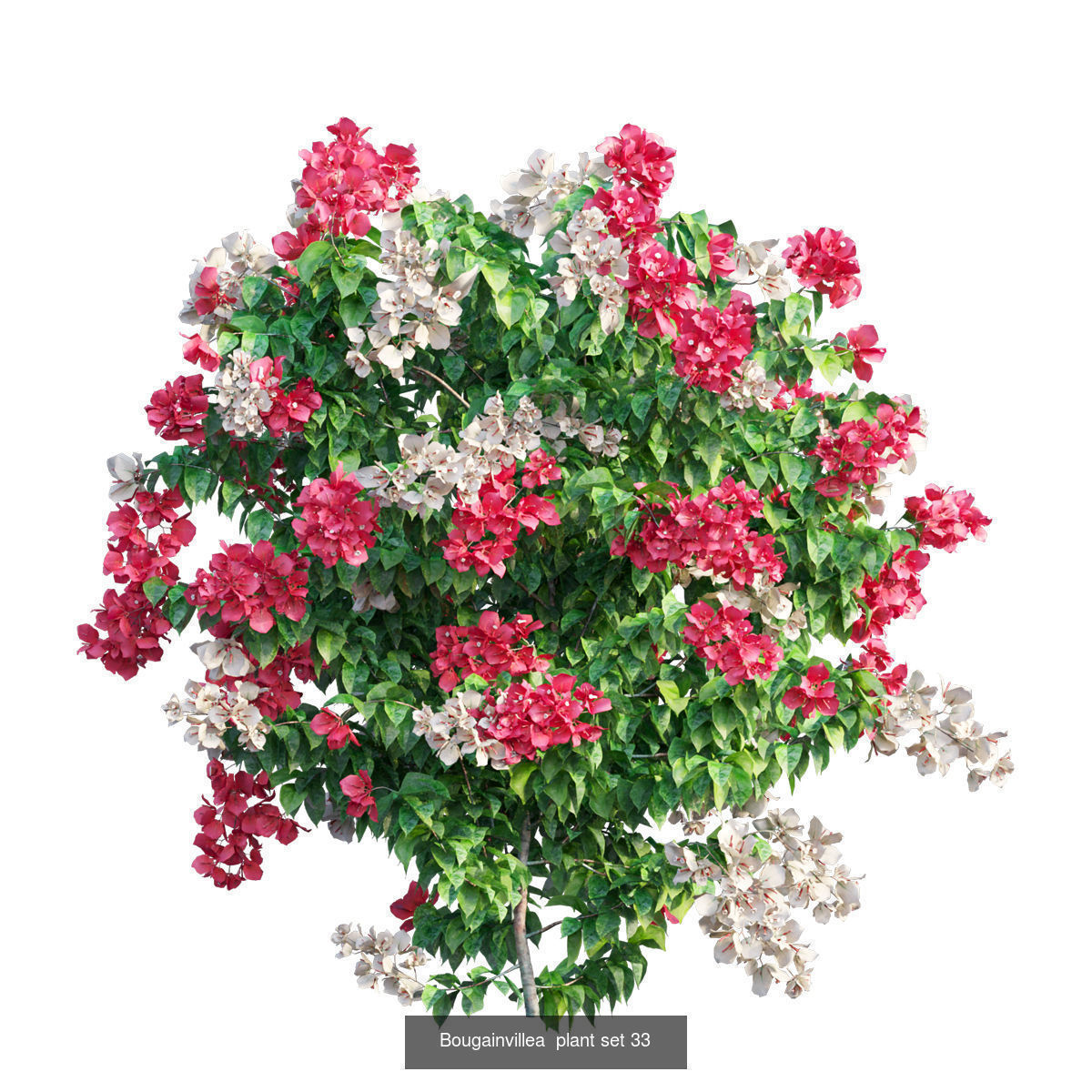 Bougainvillea 3D Model Collection_39