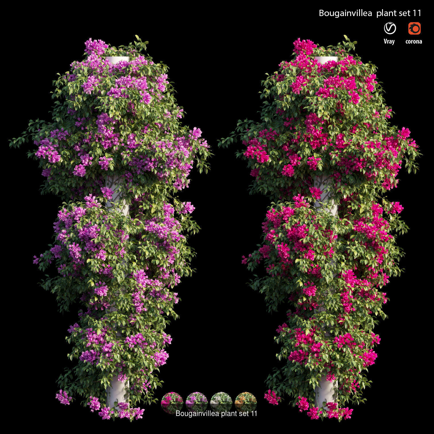 Bougainvillea 3D Model Collection_18