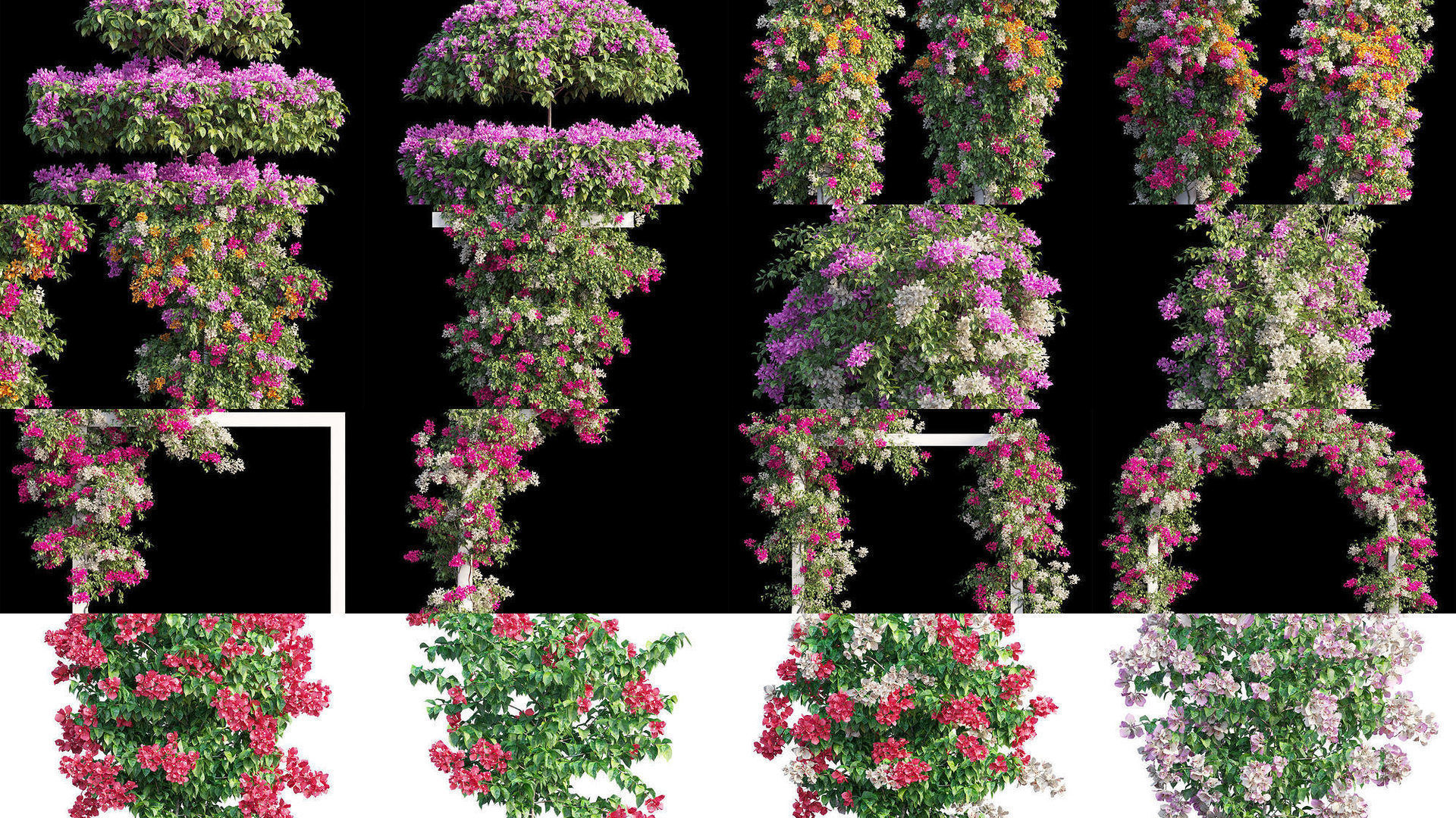 Bougainvillea 3D Model Collection_1