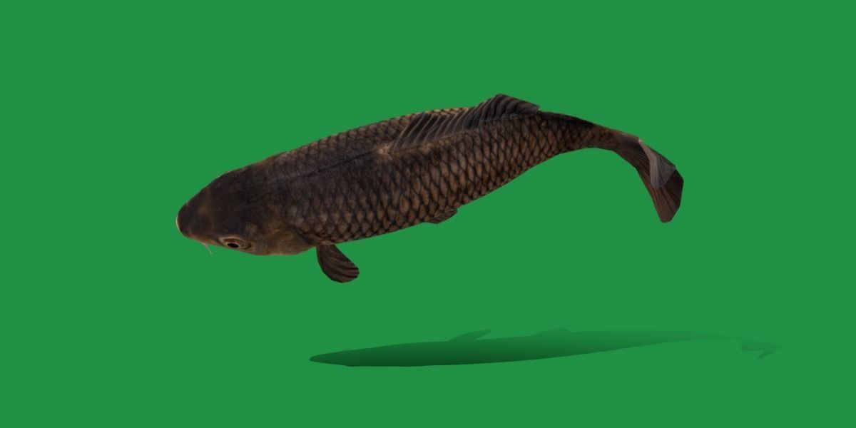 Common Eurasian Carp Fish Low-poly 3D model_24