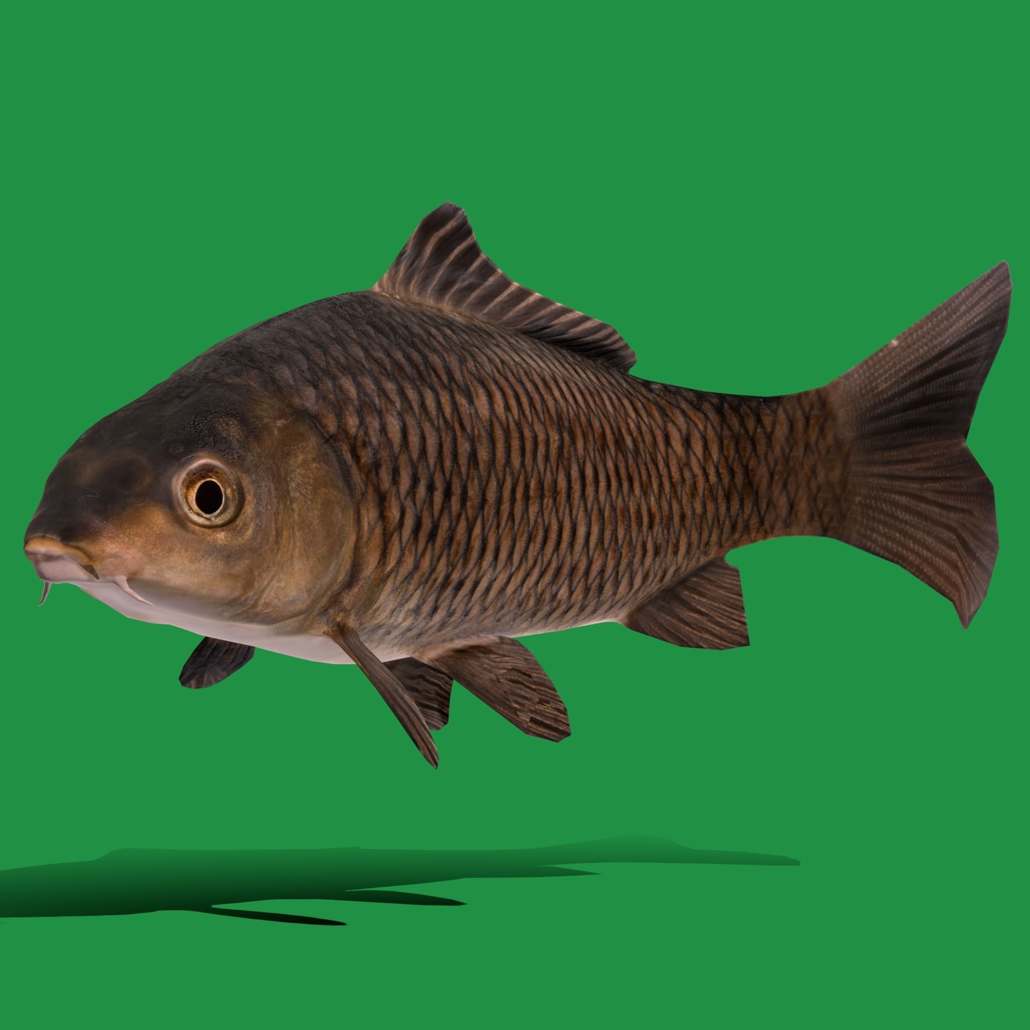 Common Eurasian Carp Fish Low-poly 3D model_20