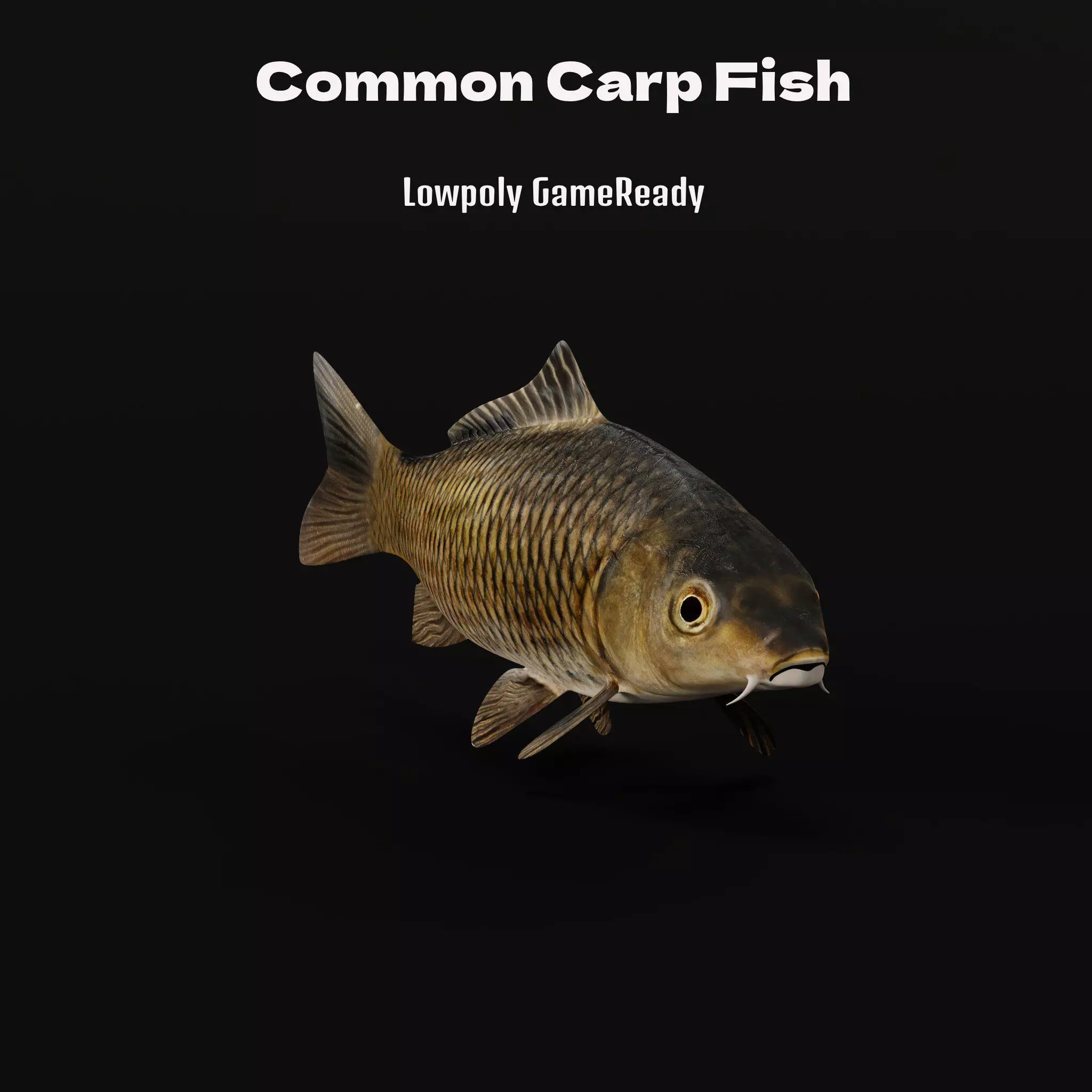 Common Eurasian Carp Fish Low-poly 3D model_0