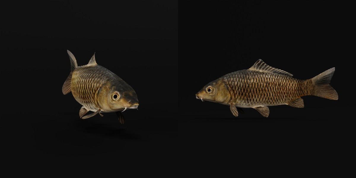 Common Eurasian Carp Fish Low-poly 3D model_6