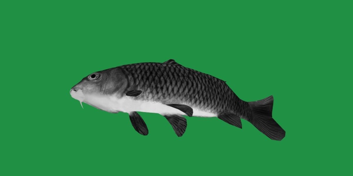 Common Eurasian Carp Fish Low-poly 3D model_9