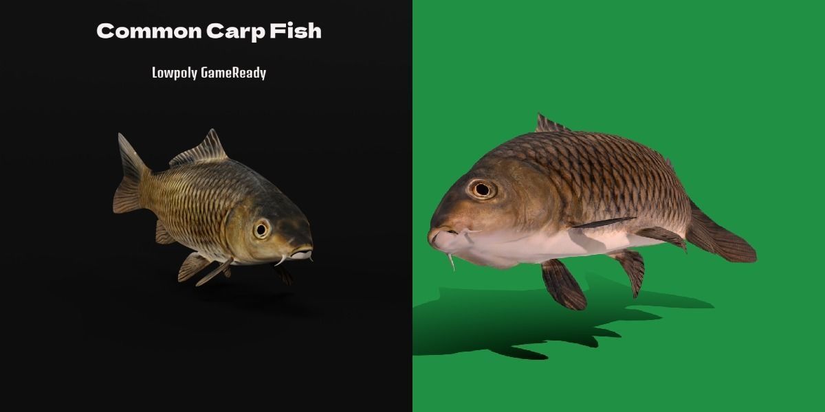 Common Eurasian Carp Fish Low-poly 3D model_2