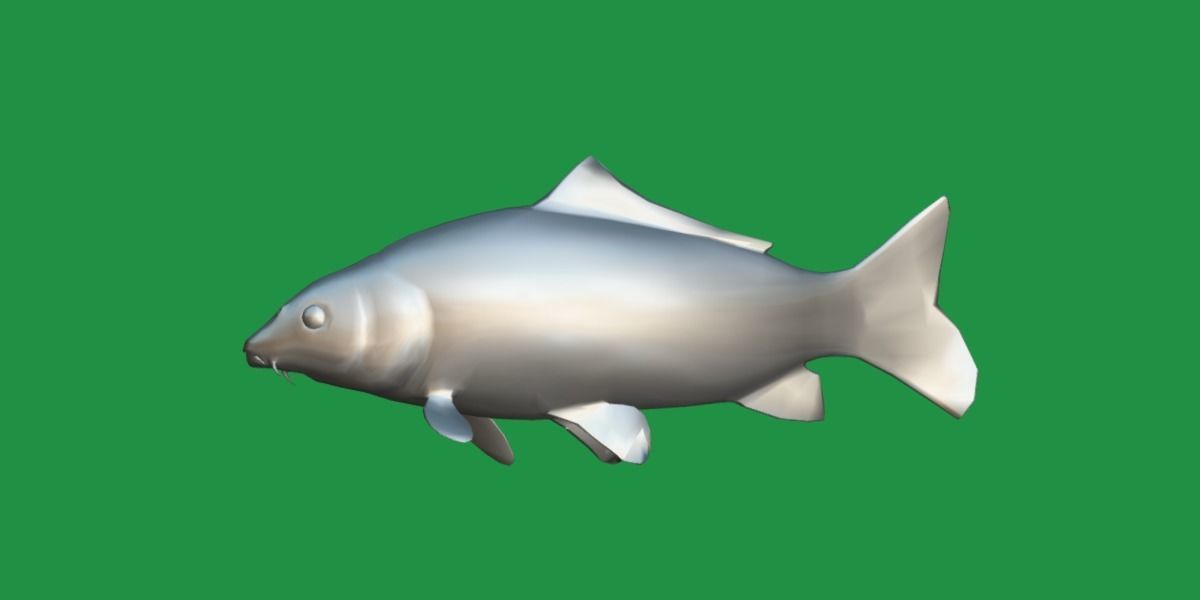 Common Eurasian Carp Fish Low-poly 3D model_11