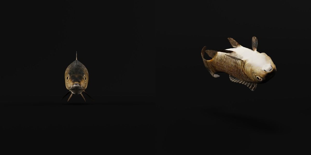 Common Eurasian Carp Fish Low-poly 3D model_5