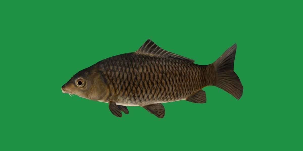 Common Eurasian Carp Fish Low-poly 3D model_27