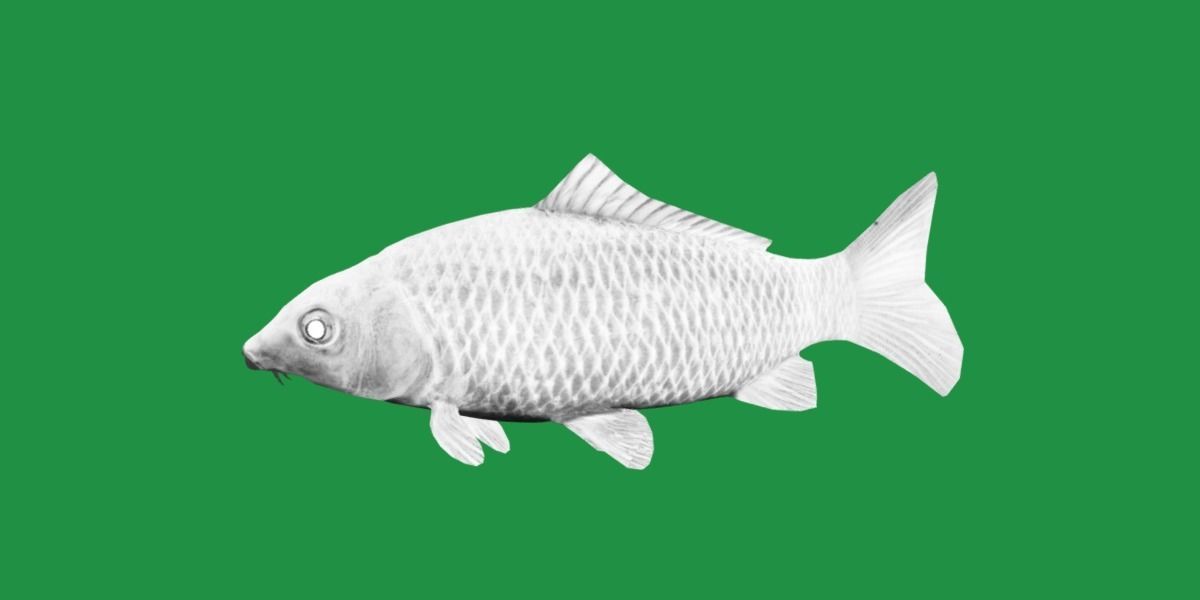 Common Eurasian Carp Fish Low-poly 3D model_8
