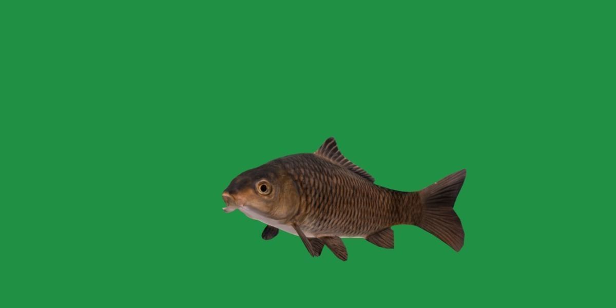 Common Eurasian Carp Fish Low-poly 3D model_18