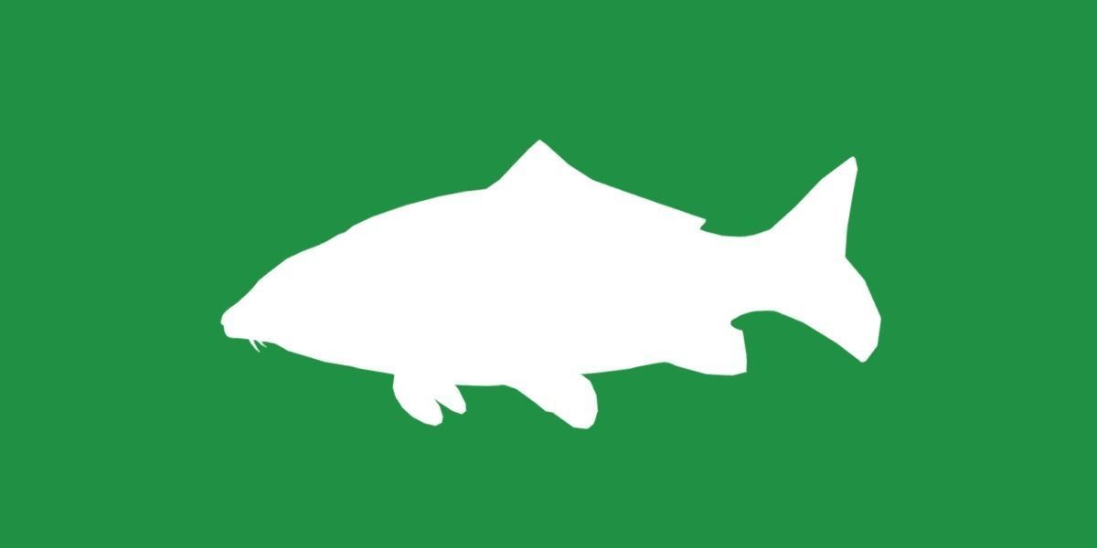 Common Eurasian Carp Fish Low-poly 3D model_28