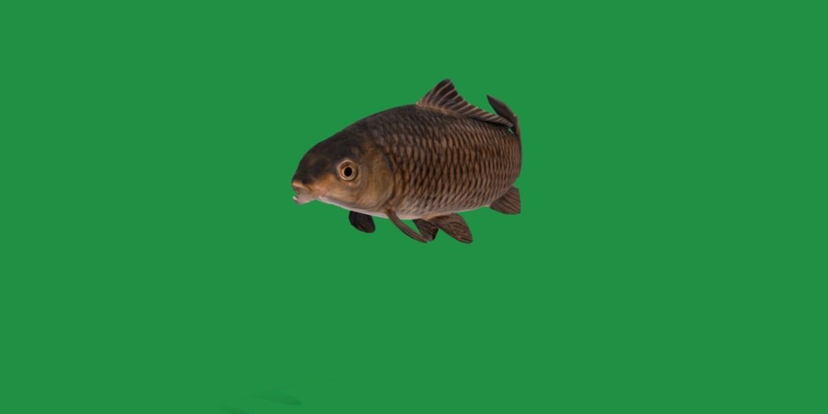 Common Eurasian Carp Fish Low-poly 3D model_7