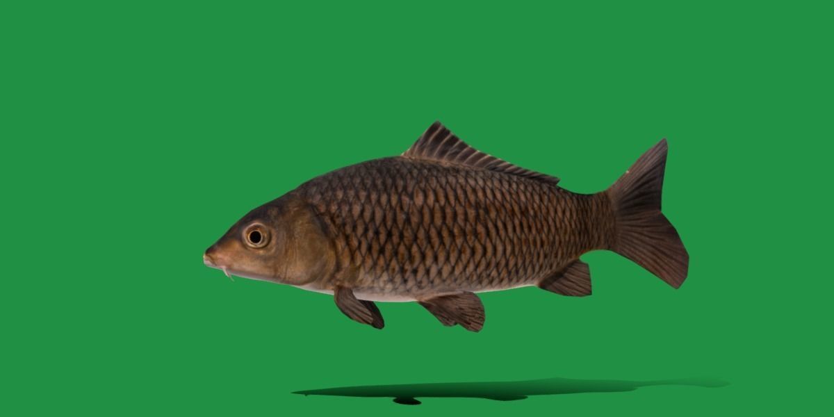 Common Eurasian Carp Fish Low-poly 3D model_30