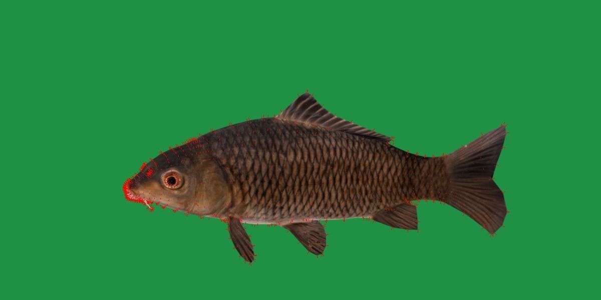 Common Eurasian Carp Fish Low-poly 3D model_16