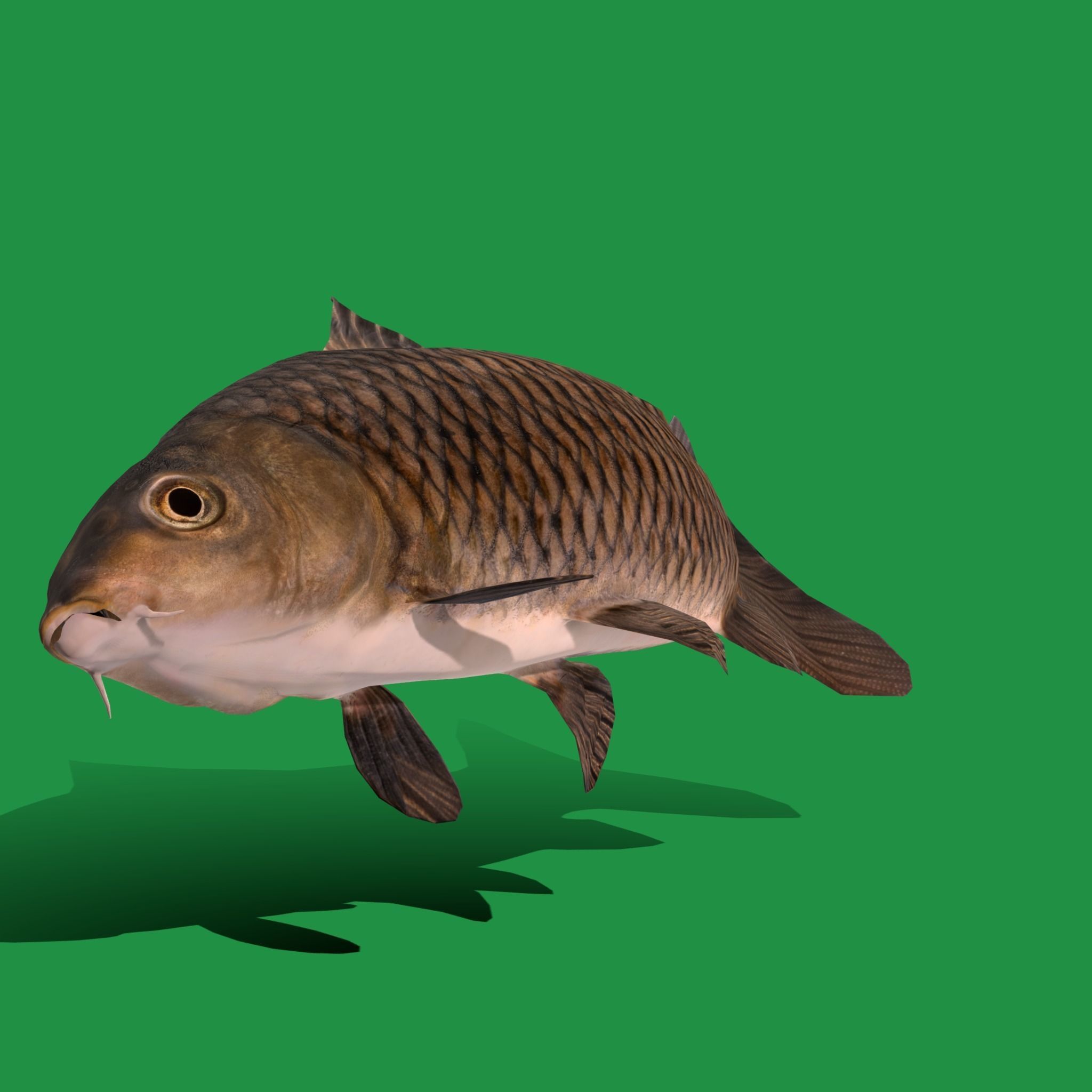 Common Eurasian Carp Fish Low-poly 3D model_22